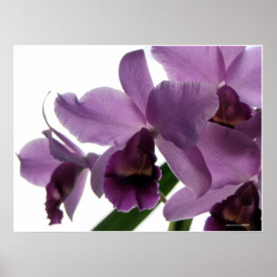 Póster Orquídeas roxas elegantes de Cattleya