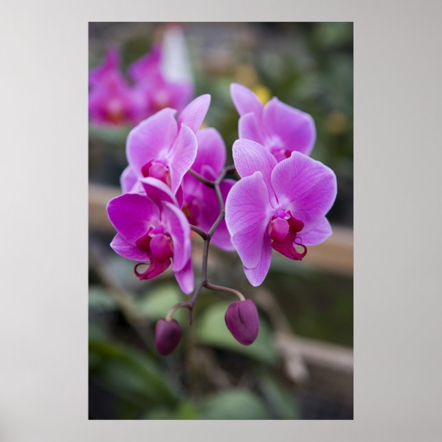Poster Orquídeas roxas em flor (Frente)