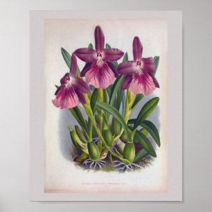 Poster Orquídeas Roxas Vintage Miltonia Spectabilis