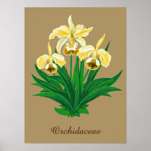 Poster Orquídeas Selvagens - Orquídeas Amarelas Ouros e F