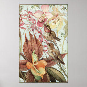 Poster Orquídeas Tropicais, Flores e Aves Humanas Vintage