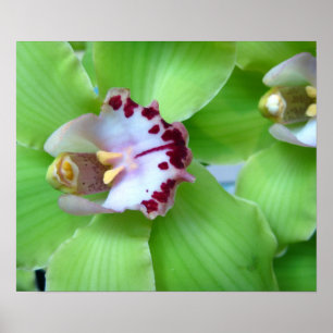 Póster Orquídeas Verdes - Impressões, Canvas, Enquadradas