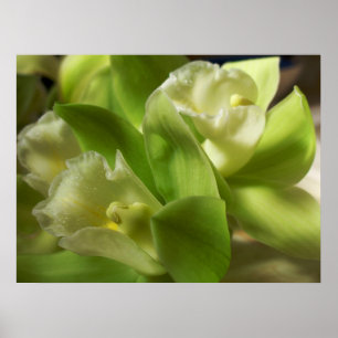 Poster Orquídeas verdes seda e cetim 1