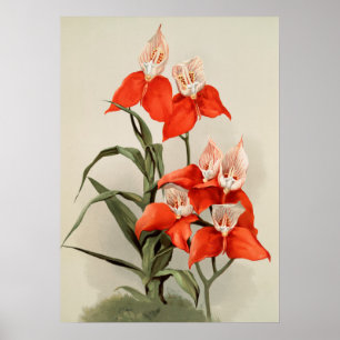 Poster Orquídeas Vintage Flor Vintage Ilustração Antiga