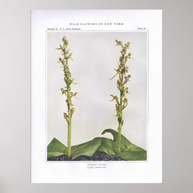 Póster Orquis de Hooker - Lysias hookeriana (Frente)