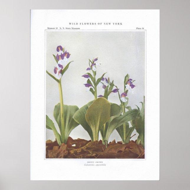 Póster Orquis-de-véu - Galeorchis spectabilis (Frente)