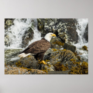 Poster Ortod Bald Eagle