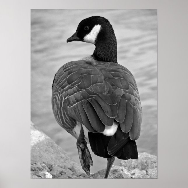 Poster Orud Goose (Frente)