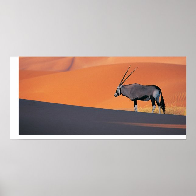 Poster Oryx (Frente)