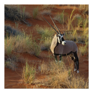 Póster Oryx Antelope Dune Savannah