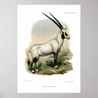 Poster Oryx árabe