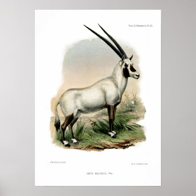 Poster Oryx árabe (Frente)
