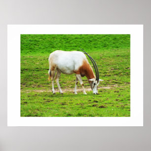 Póster Oryx do Scimitar