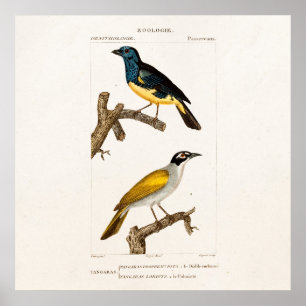 Poster Os 1800s velhos Oriole do vintage colorem a
