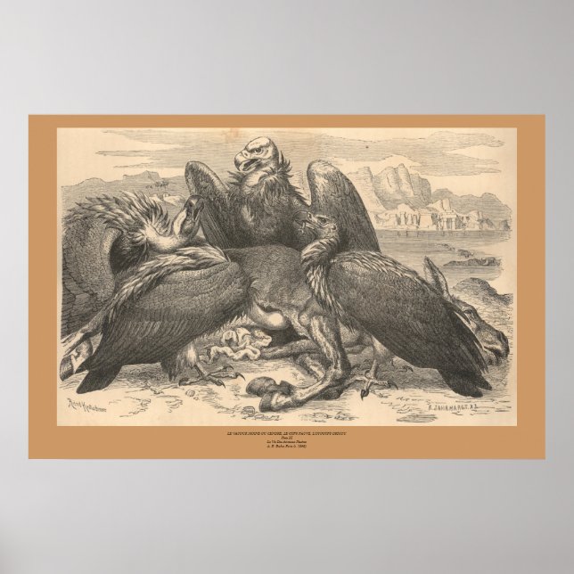 Póster Os Abutres (Frente)