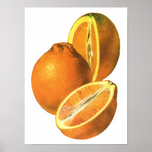 Poster Os alimentos do vintage, frutificam laranjas