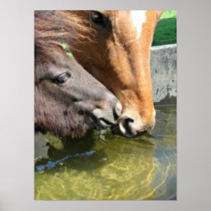Póster Os amigos do cavalo compartilham de uma bebida