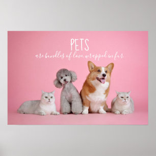 Poster Os animais de estimação são pacotes de foto dos