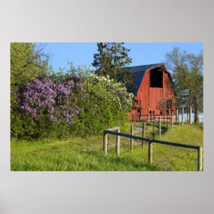 Poster Os arbustos do Lilac florescem e as larvas nas ár