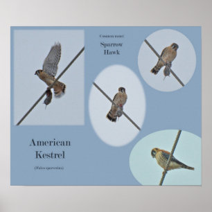 Poster Os artigos americanos do Kestrel (sparverius de