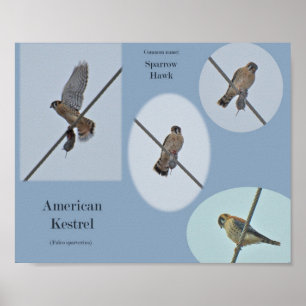 Poster Os artigos americanos do Kestrel (sparverius de