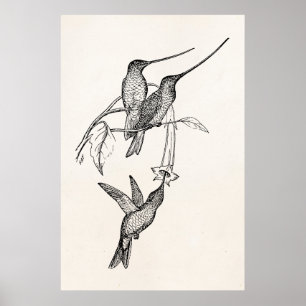 Poster Os bicos longos dos colibris do vintage
