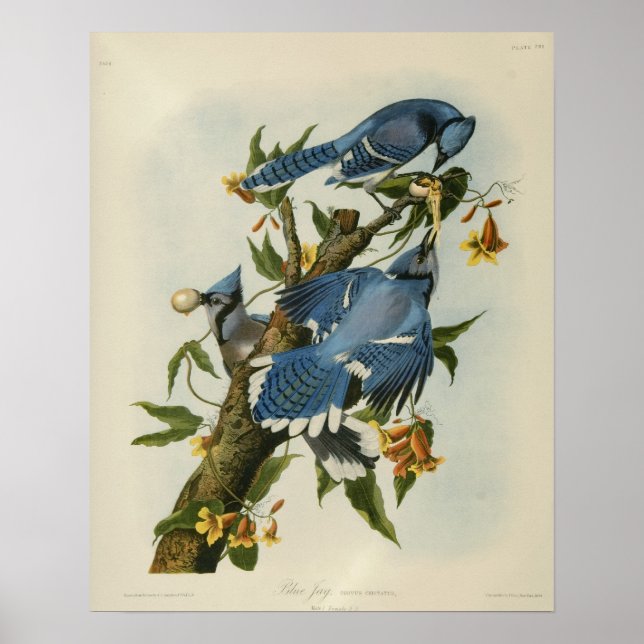 Póster Os Blue Jays de Audubon (Frente)