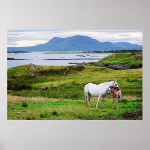 Poster Os cavalos de Connemara Galway, Ireland