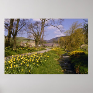Póster os Daffodils amarelos do primavera, beiras,