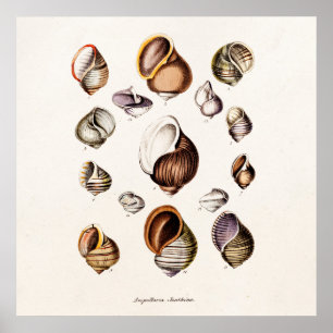 Póster Os escudos do mar do vintage personalizaram o