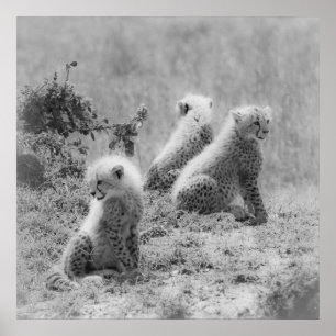 Póster Os filhotes da chita