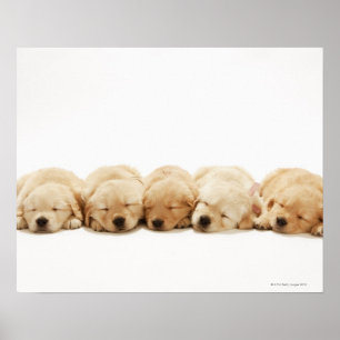 Póster Os filhotes de cachorro do golden retriever