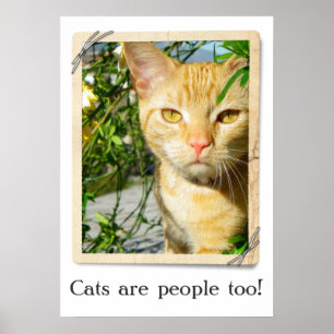 Póster Os gatos são pessoas demasiado do poster!