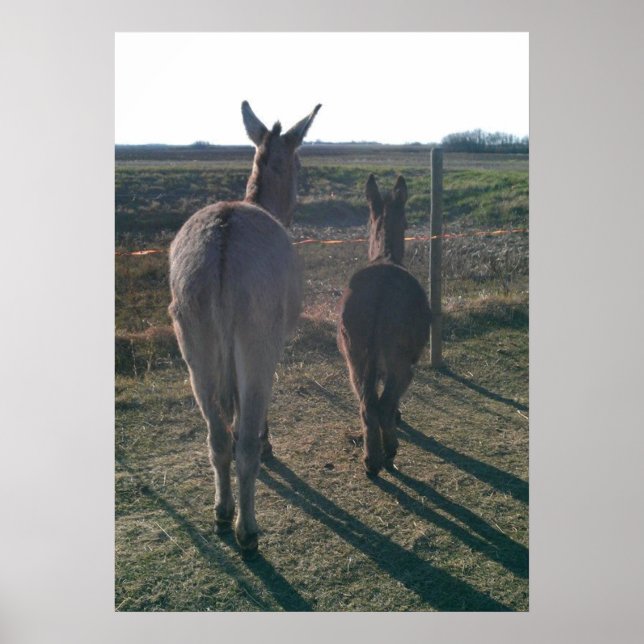 Poster Os Irmãos Donkey (Frente)