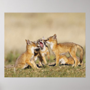 Poster Os jovens rápidos do Fox (macrotis do Vulpes) no