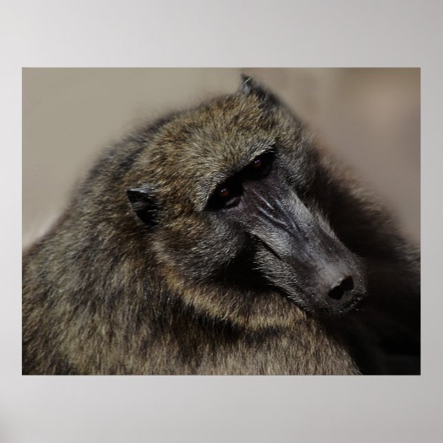 Poster Os macacos amam para sempre (Frente)