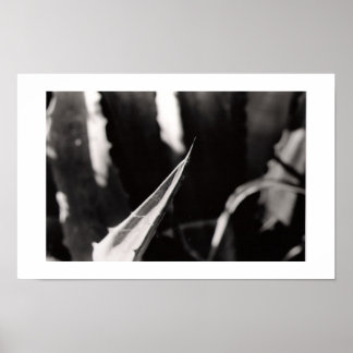 Póster Os Magueyes