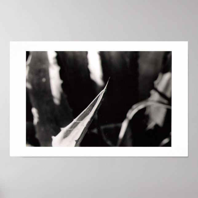 Póster Os Magueyes (Frente)
