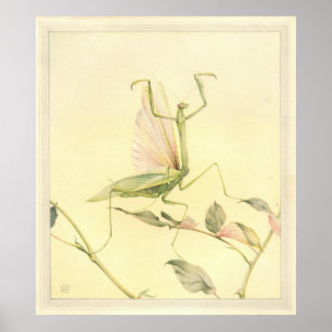 Póster OS MANTIS DE ORAÇÃO - Ilustração do Livro de Inset
