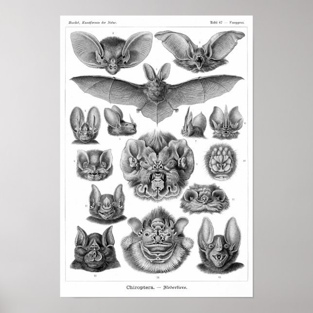 Poster Os Morcegos de Haeckel (Frente)