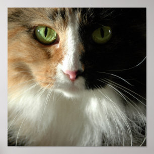 Poster Os olhos de gato