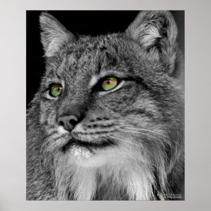 Póster Os olhos do lince selvagem