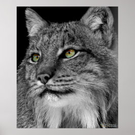 Póster Os Olhos do Wild Lynx