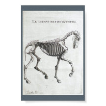 Os ossos de um cavalo