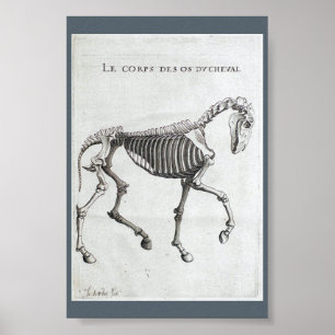 Póster Os ossos de um cavalo