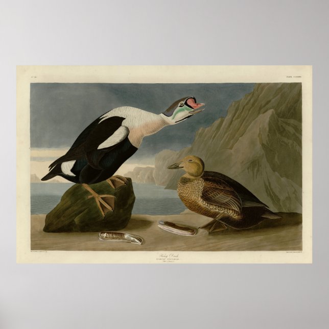 Poster Os Pássaros da América do Rei Pato (Rei Eider) Aud (Frente)