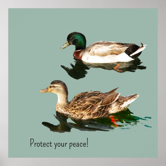 Poster Os patos. Proteja a sua paz (Frente)