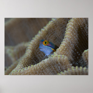 Póster Os peixes que do Blenny o Blenniidae) que pica o 