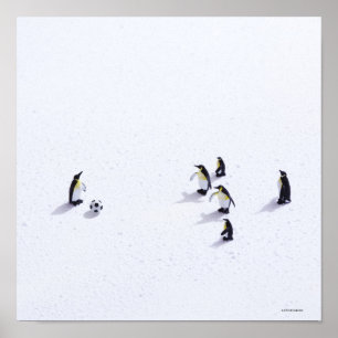 Póster Os pinguins que jogam o futebol