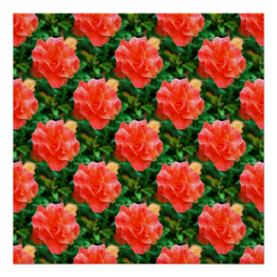 Póster Os rosas são vermelhos…